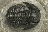 Detailed Gerastos Trilobite Fossil - Morocco #235305-2